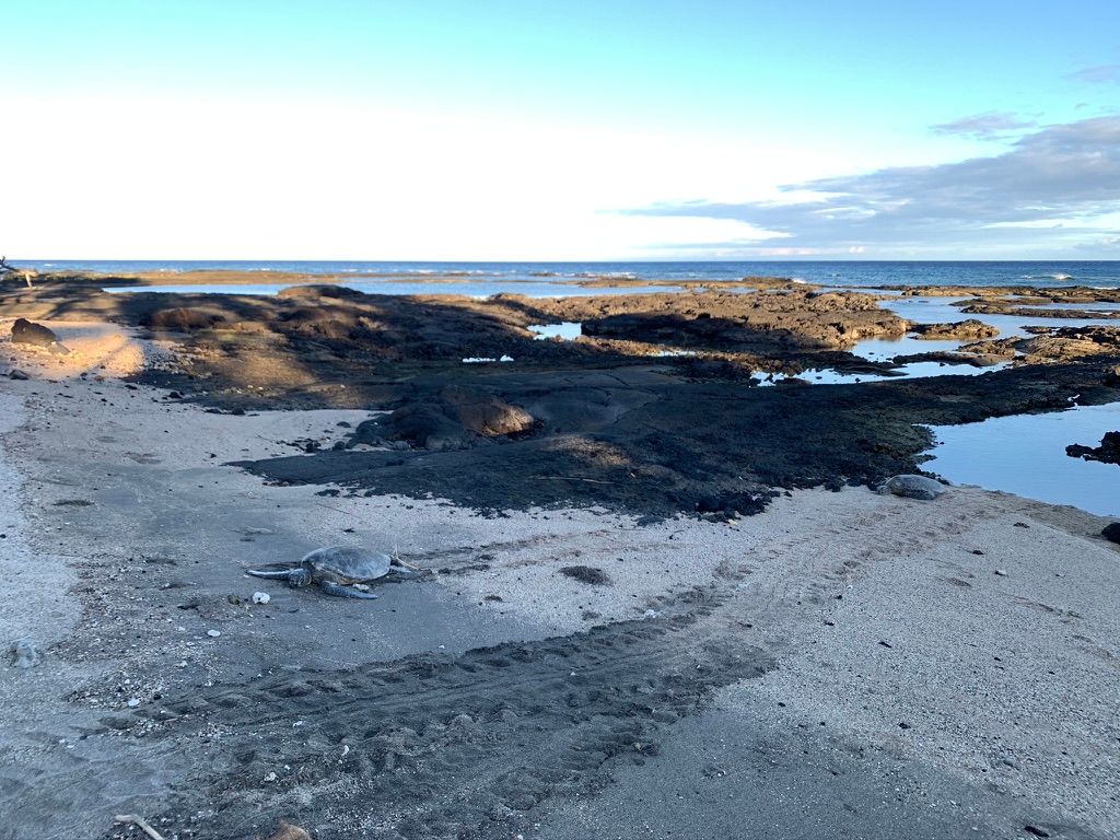 Turtle and turtle tracks in the sand at sunrise.