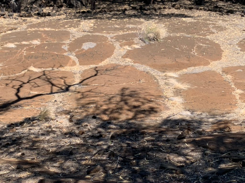 Photo of Puako petroglyphs Puako's petroglyphs surprised us. You'll want water, shade, and thick-soled shoes for this pilgrimage.