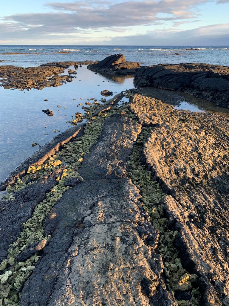 Image of green pebbles filling fissues in lava at Puako Bay. Puako Bay at low tide.